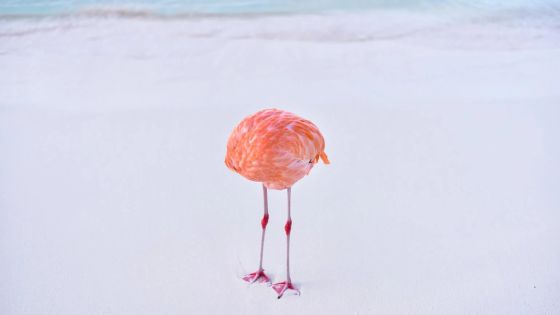 写真家「AI画像コンテストに俺がカメラで撮った“おなかをかくフラミンゴ”の写真を投稿したろｗ」 → 凄いことになるｗｗｗｗｗｗ