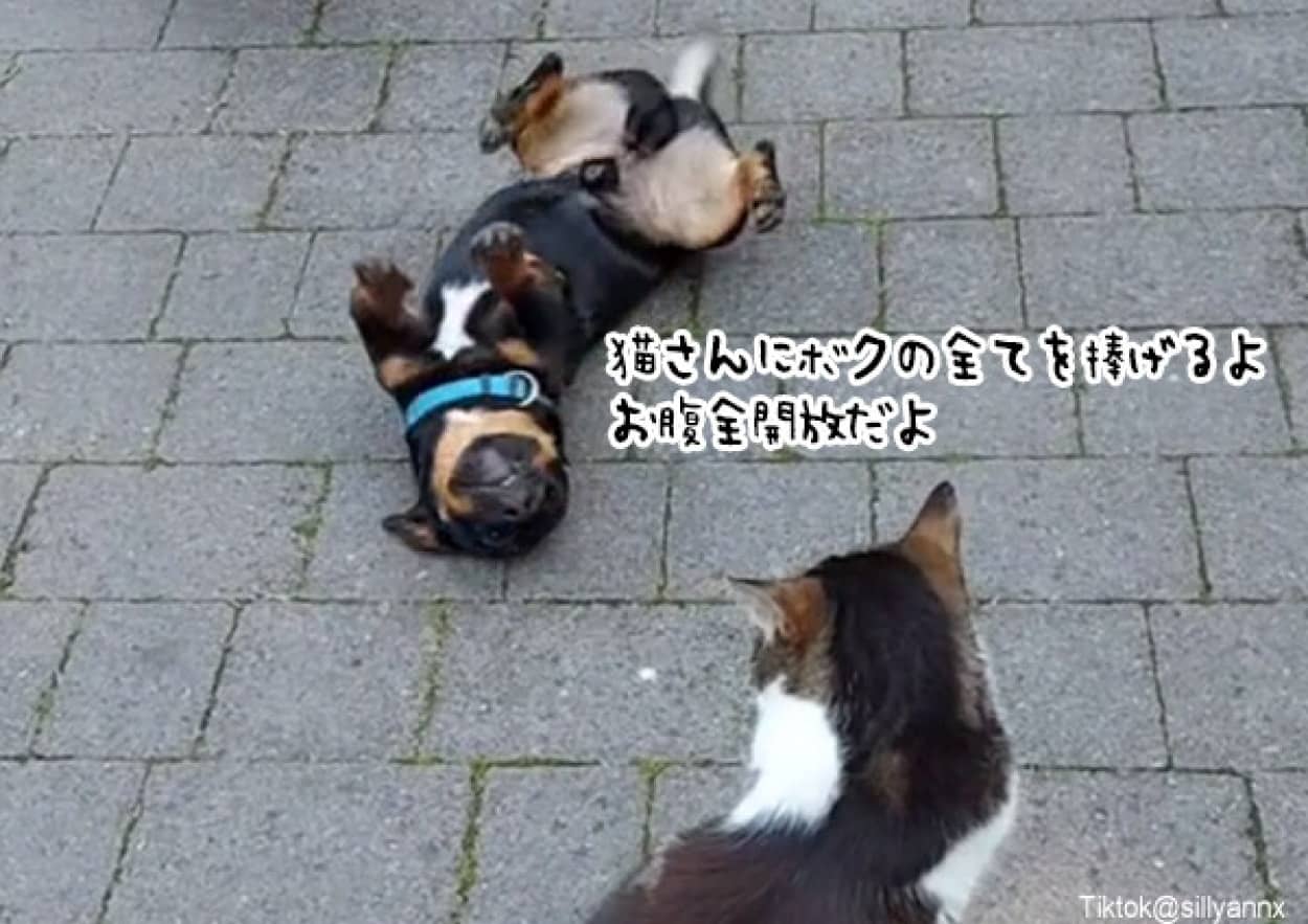 「仲よくしよう、君にすべてを捧げるよ」猫に猛烈アピールを繰り返す犬