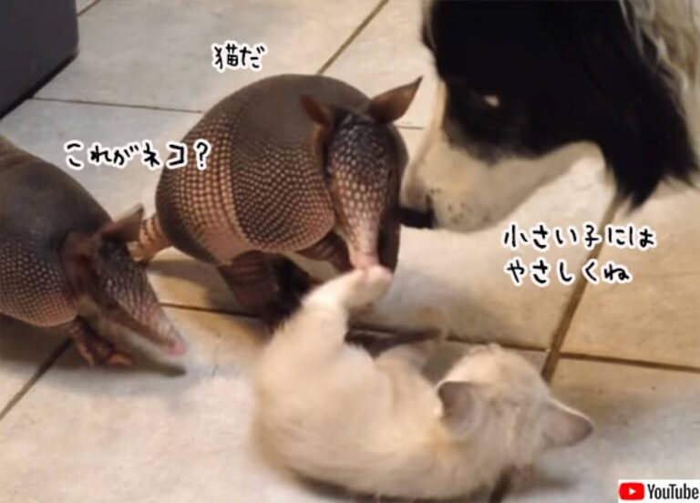 子猫をこねくりまわすアルマジロの子供たち、怪我しないよう全員をやさしく見守る犬