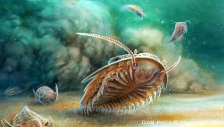 最も保存状態の良い三葉虫の化石が発見され、体の構造が明らかに