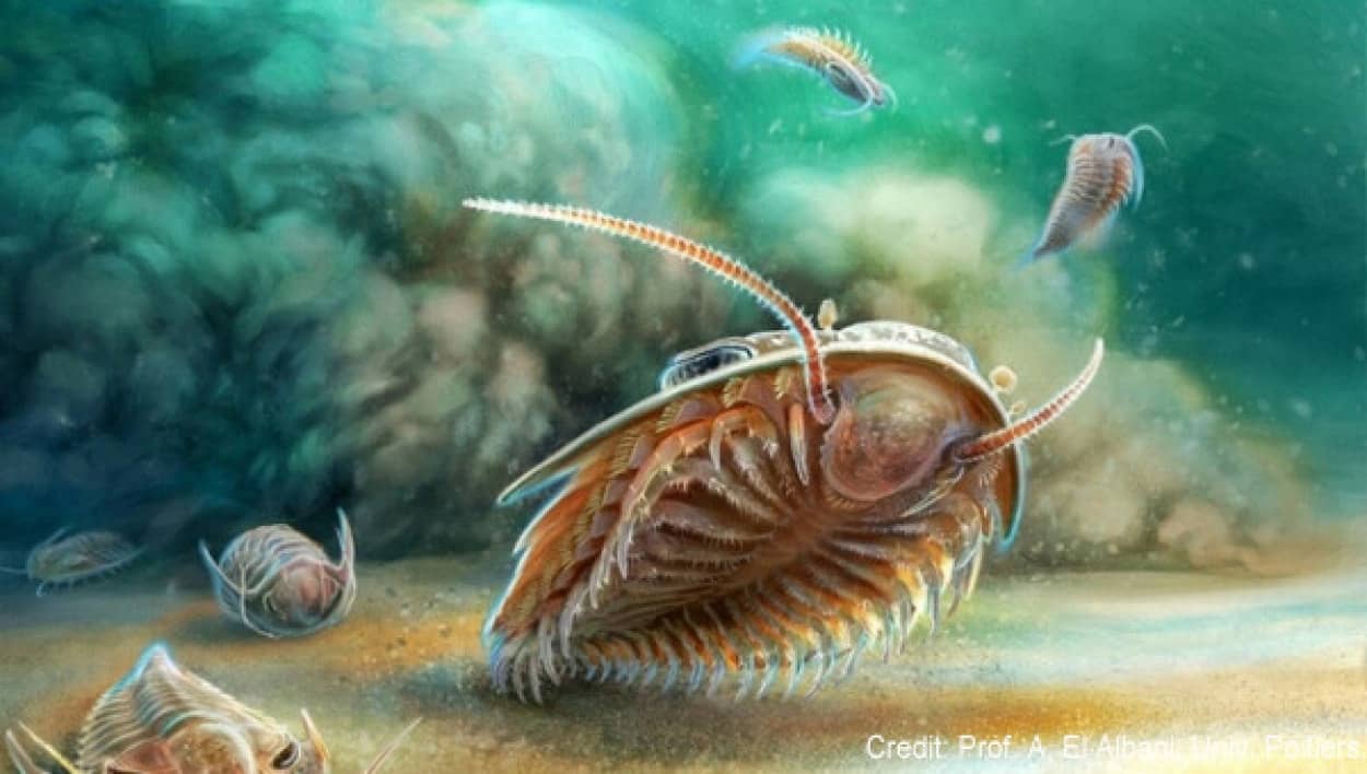 最も保存状態の良い三葉虫の化石が発見され、体の構造が明らかに