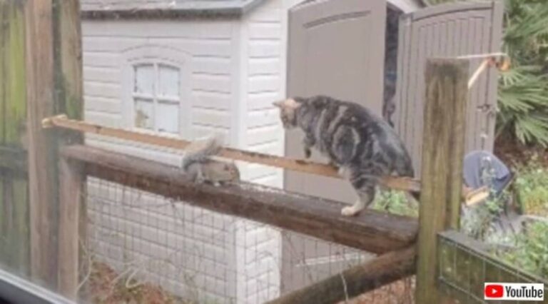 食事中やから邪魔せんといてくれる？窓の外のリス、猫の出すちょっかいをものともせずにご飯を食べ続ける