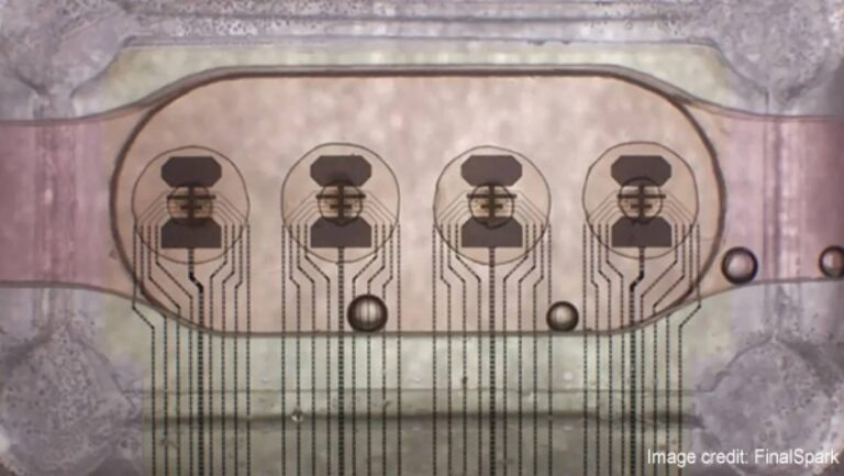ヒトの細胞を培養して作ったミニ脳を16個つなげて”生きたコンピュータ"を開発