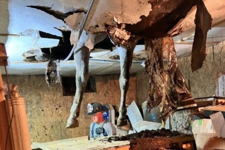 逆スケキヨ状態に！納屋の床が突き抜け馬の足がはまってしまう