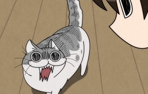 【マジ注意】飼い猫に人差し指を噛まれた人、我慢して次の日に病院に　→　数日後に軟骨が溶けたあげく、ガチで取り返しのつかない最悪の末路に…(((( ；ﾟДﾟ))