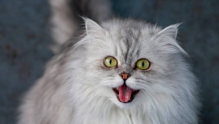 人が猫をしつけているのではない。猫が人をしつけているのだ。猫が人間に対して鳴く理由