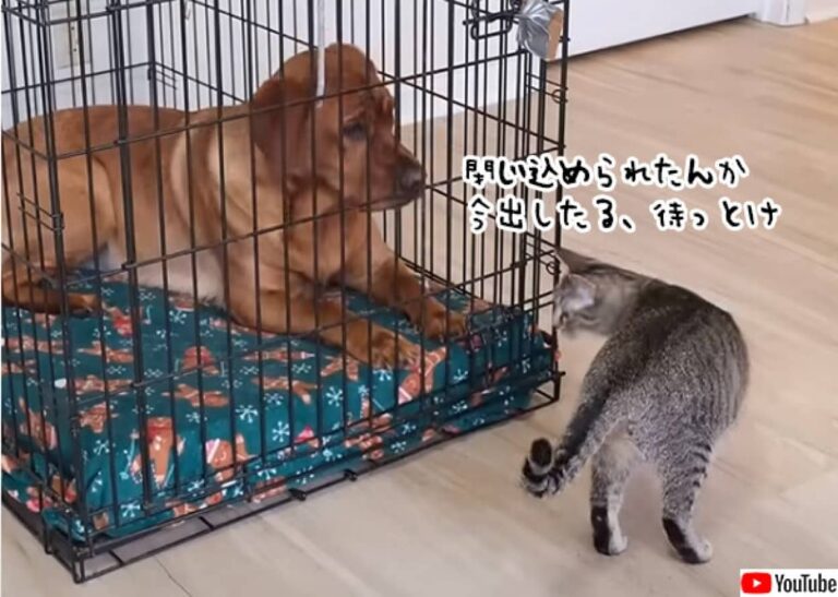 犬が教わったことは全てできる猫、犬をケージから脱出させる