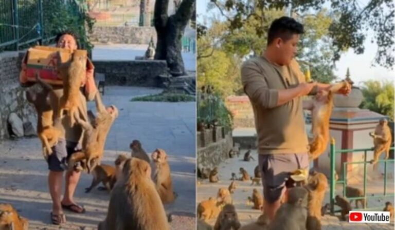 待て待て、順番だよ！バナナの箱に殺到する猿の群れがすごかった