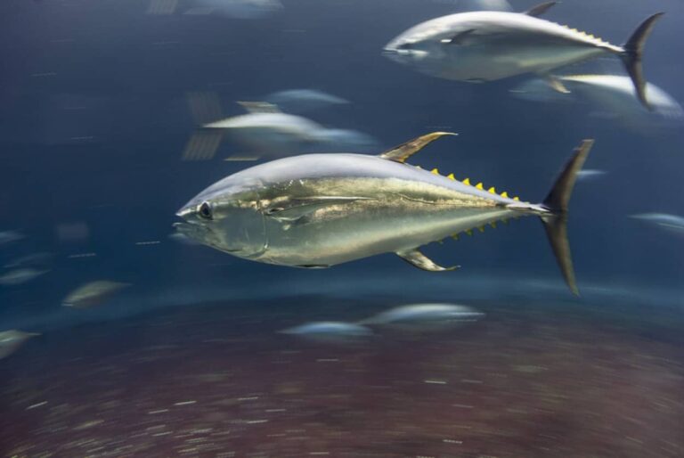 うれしいニュース。クロマグロが保全活動により予定より10年早く個体数を回復
