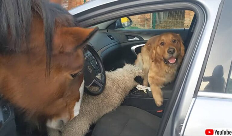 おばあさんが大好きな犬、馬、羊たちが車をカージャック