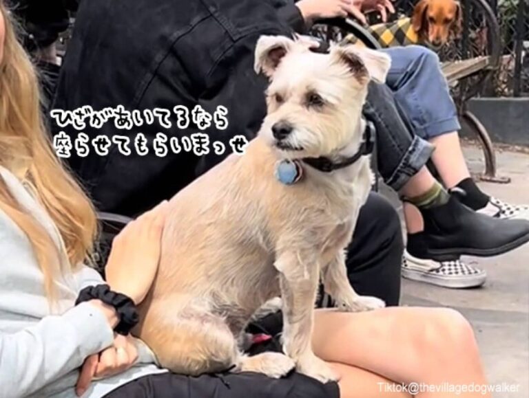 人間椅子って大好き！公園に行くと見知らぬ人の膝に座りまくる犬