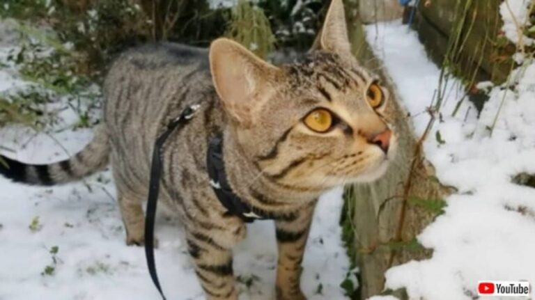 冬がきた！初めて見る雪に怪訝そうな表情を見せる猫