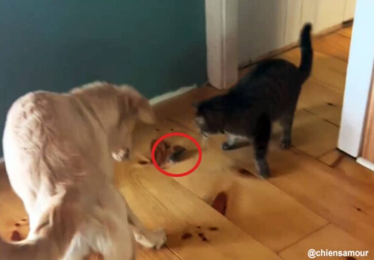 狩猟本能どこいった？ネズミを発見した猫と犬は平和主義者だった