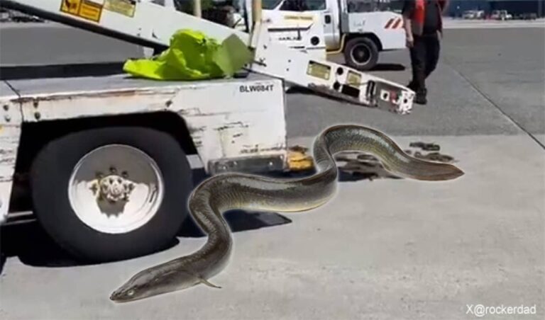空港で生きたウナギがニュルニュル、貨物トラックの箱から流出
