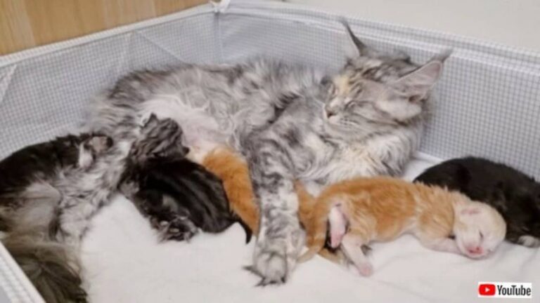 子猫たちの名前を発表するよ！「アイザックにガリレオ…」メインクーンの子猫たちに、偉人にちなんだ名前がつけられたもよう