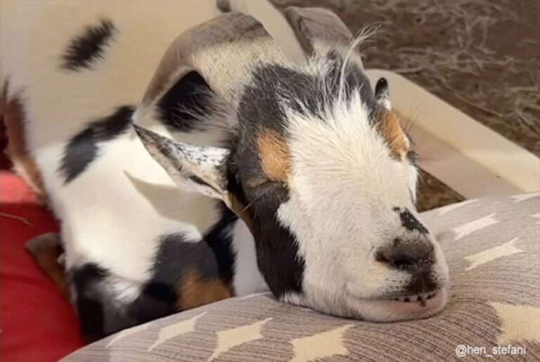 犬かと思ったらヤギだった！クッションに頭を乗せてお昼寝するヤギの幸せそうな顔！