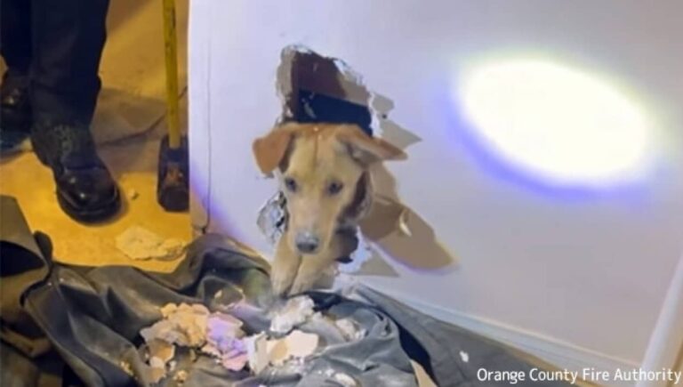 好奇心旺盛な犬、壁の中から出られなくなってしまい消防隊員らに救出される