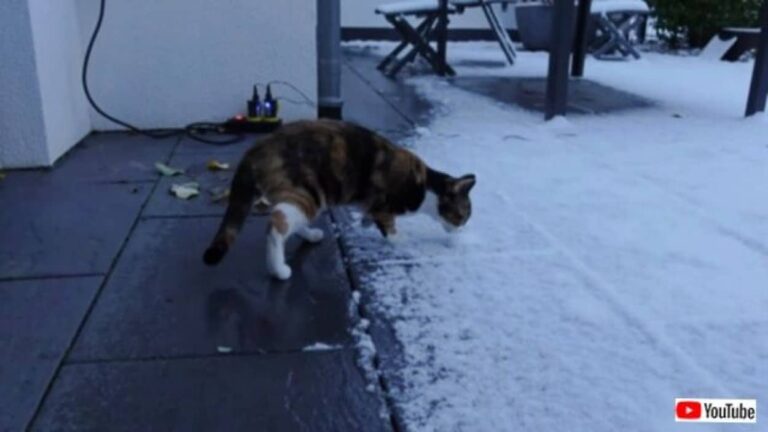 生まれて初めて触れる雪におっかなびっくりな愛猫、「白い？冷たい？ちょっと寒い！」と戸惑ってしまう