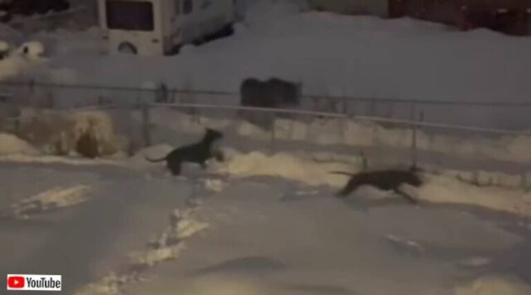 これは楽しそうだね！オンリー・イン・アラスカな雪の夜、ヘラジカとグレートデンが追いかけっこを楽しむ