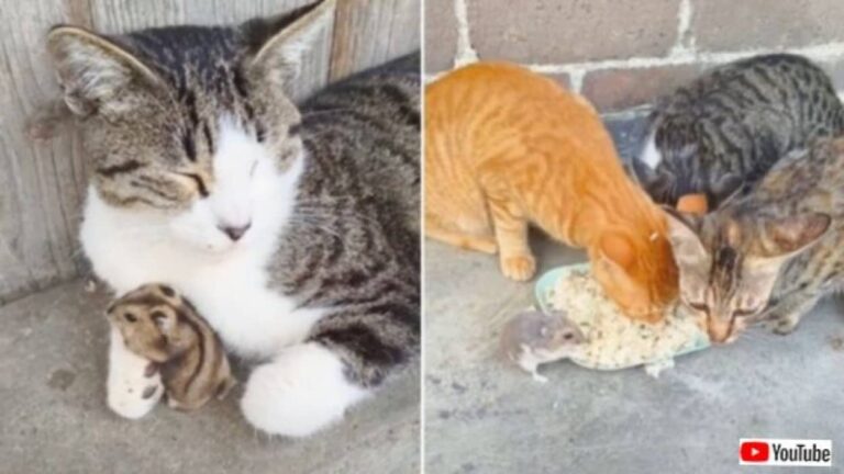 猫とネズミは親友同士？追いかけっこしてご飯を食べて、まったり寄り添う姿が可愛い