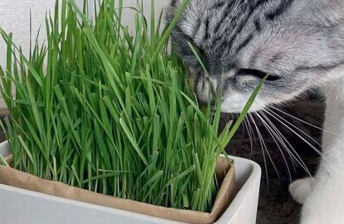 【衝撃事実】「猫がなぜ猫草を食べるのか？」猫研究者によって、その理由がついに判明！　「あれ、吐くためじゃなくて◯◯だったんだ…」