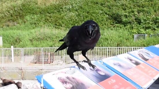 カラスに話しかけられた！何て言ってるか分かる人いる？→ガチの動物言語学者が現れ解説へ