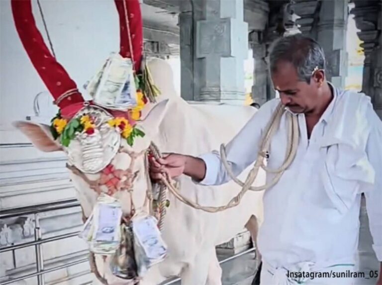 聖なる牛が「赤ちゃんまたぎ」で祝福するインド、ヒンドゥー教の寺院