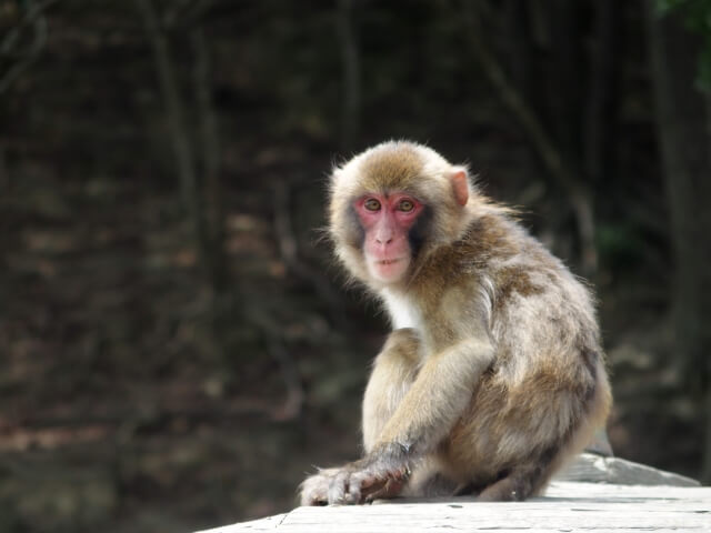 炎天下の中で動物園に行った結果、限界の猿がいた… 暑い日は熱中症になりやすいから、マジ気をつけろよ！
