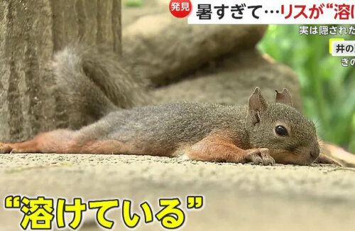 都内のリス、あまりにも暑すぎて溶けてしまう・・・