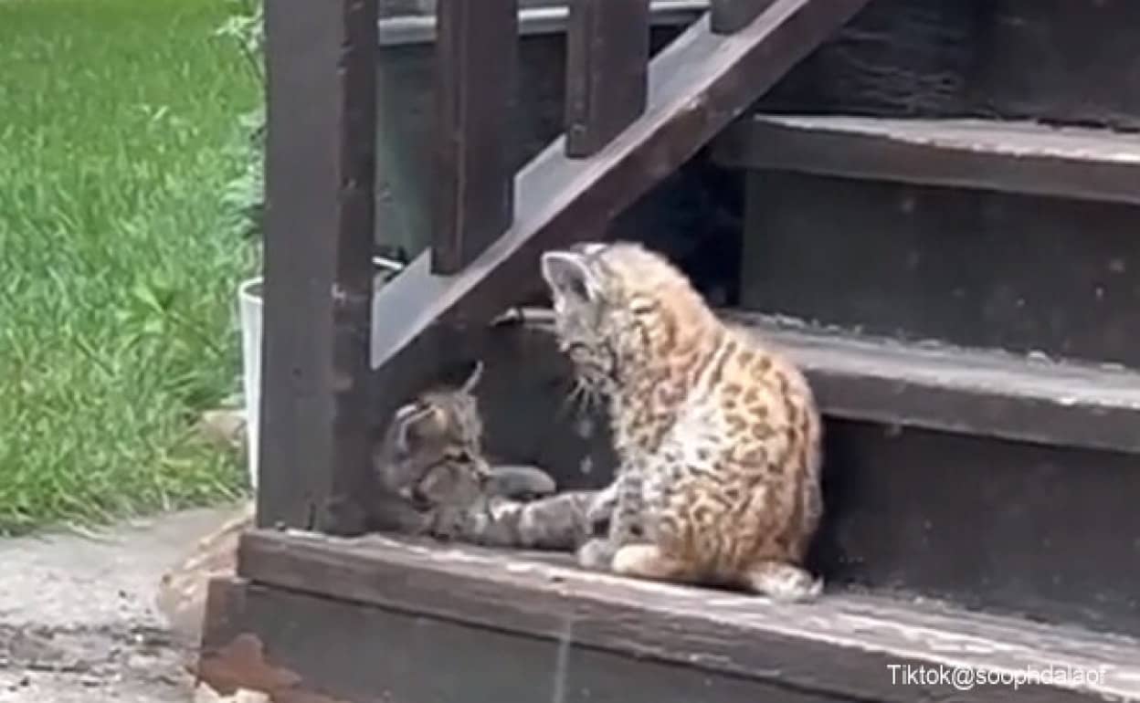 一方カナダでは…かわいい子猫が庭で遊んでる！と思ったらオオヤマネコだったりする件
