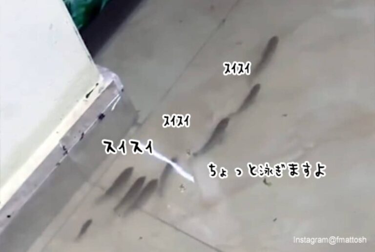 大規模洪水により床上浸水、家の中を泳ぐ魚の群れとカエル