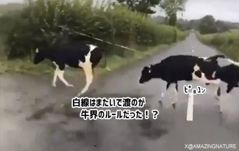 白線は踏まずに渡る！牛界にも奇妙なルールがあった