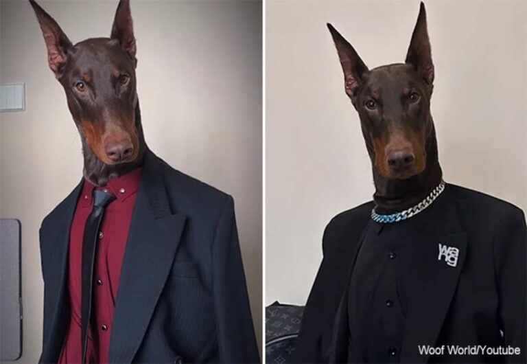 イケメンすぎて推せる。ドーベルマン犬のファッションモデルは画像加工なしでこんなにかっこいい