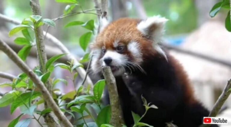 もっこもこの可愛いやつら！愛くるしいレッサーパンダの日常的風景