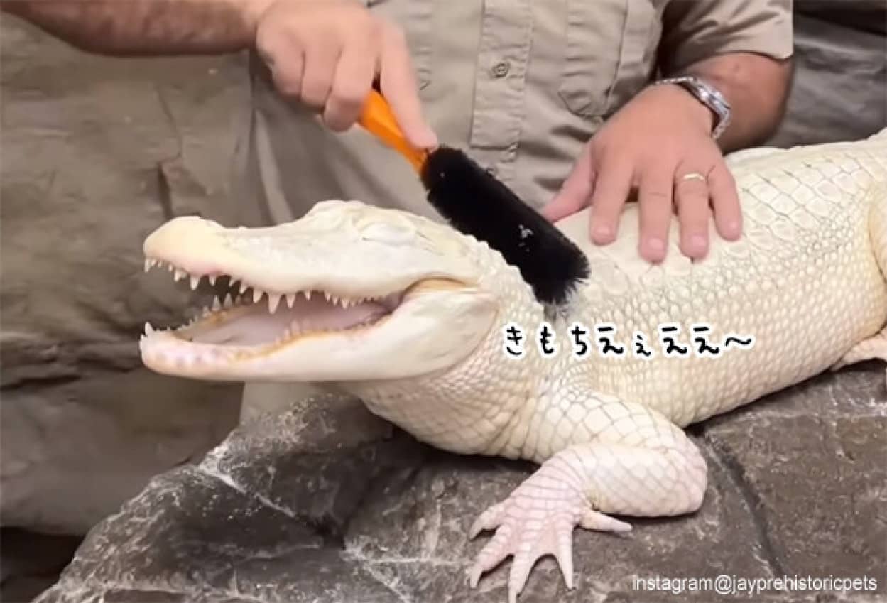白いワニもブラッシングが好き。気持ちよさそうな表情を浮かべるアルビノのワニ