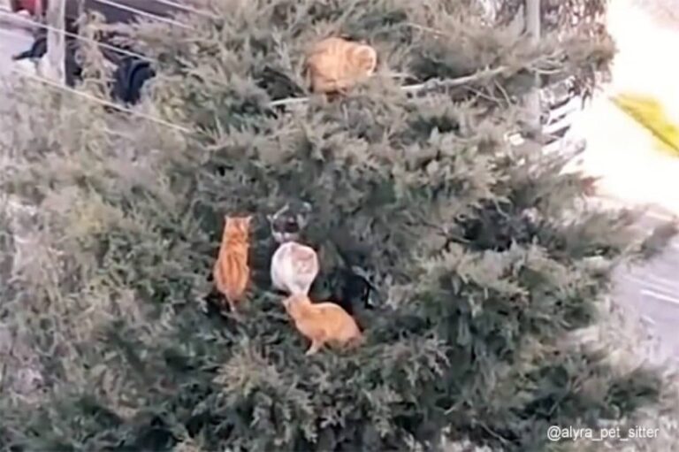 高い木の上で猫たちの集会が開かれていた件