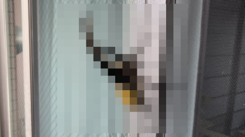 X民「家にいたら◯◯飛んで来たんだけど！！何ごと！？」ﾊﾟｼｬｯ←何だこれえええええええええ！？