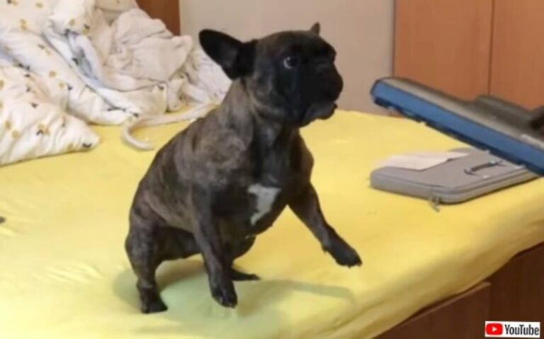愛犬「オマエ何者？やる気か、おい！」掃除機に対して全力で攻撃態勢に入るフレブル