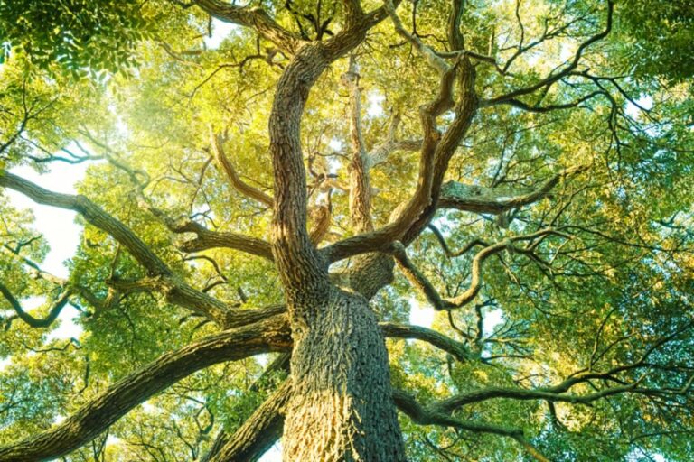 樹木の驚くべき環境効果。樹皮の微生物が大気からメタンを吸収することが明らかに