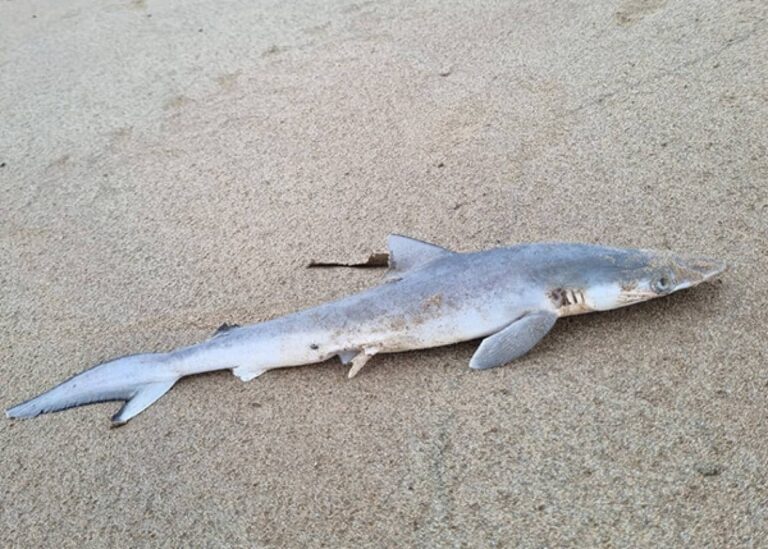 コカインシャーク。ブラジルの沖合に生息するサメからコカインを検出
