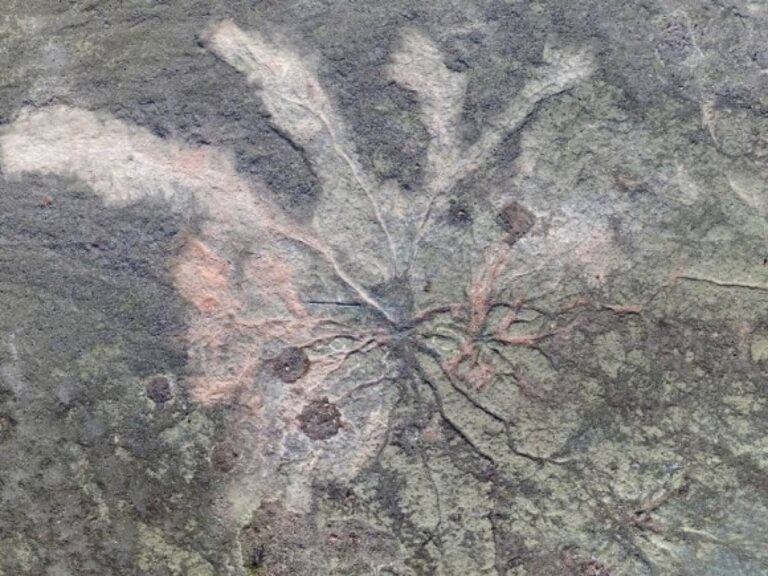 3億8500万年前の世界最古の森の化石が発見される