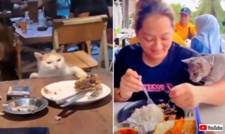「ねえねえ、一口ちょうだい！」ご飯を分けてくれるようおねだりする猫たち