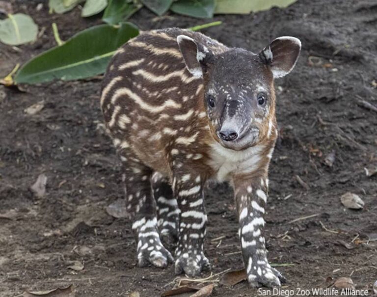 うれしいニュース。サンディエゴ動物園で絶滅危惧種のベアードバクの赤ちゃんが生まれたよ！
