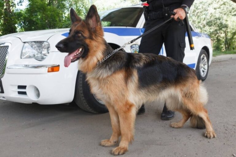 人間のために尽力した英雄犬たちが引退後、悪徳団体の劣悪な施設に入れられてしまう