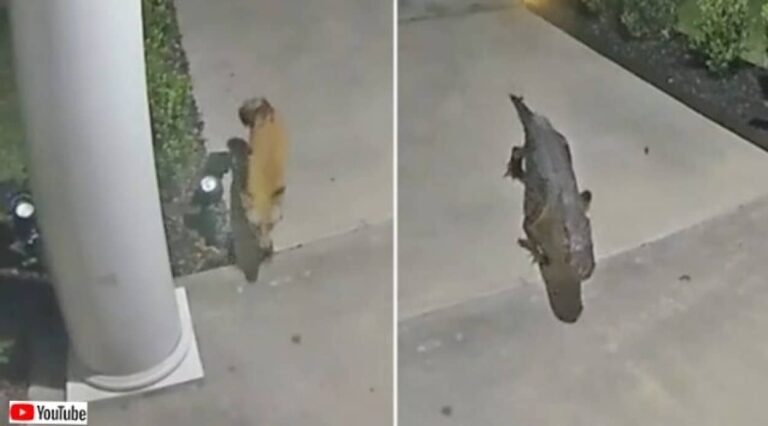 防犯カメラは見た！夜中に狐が玄関へ…そしてその後やって来たのはあのおっかないヤツだった！