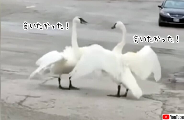 白鳥夫婦の愛情にグっとくる。怪我の治療を受けていた夫が妻と再会する瞬間がラブ・ロマンチック！