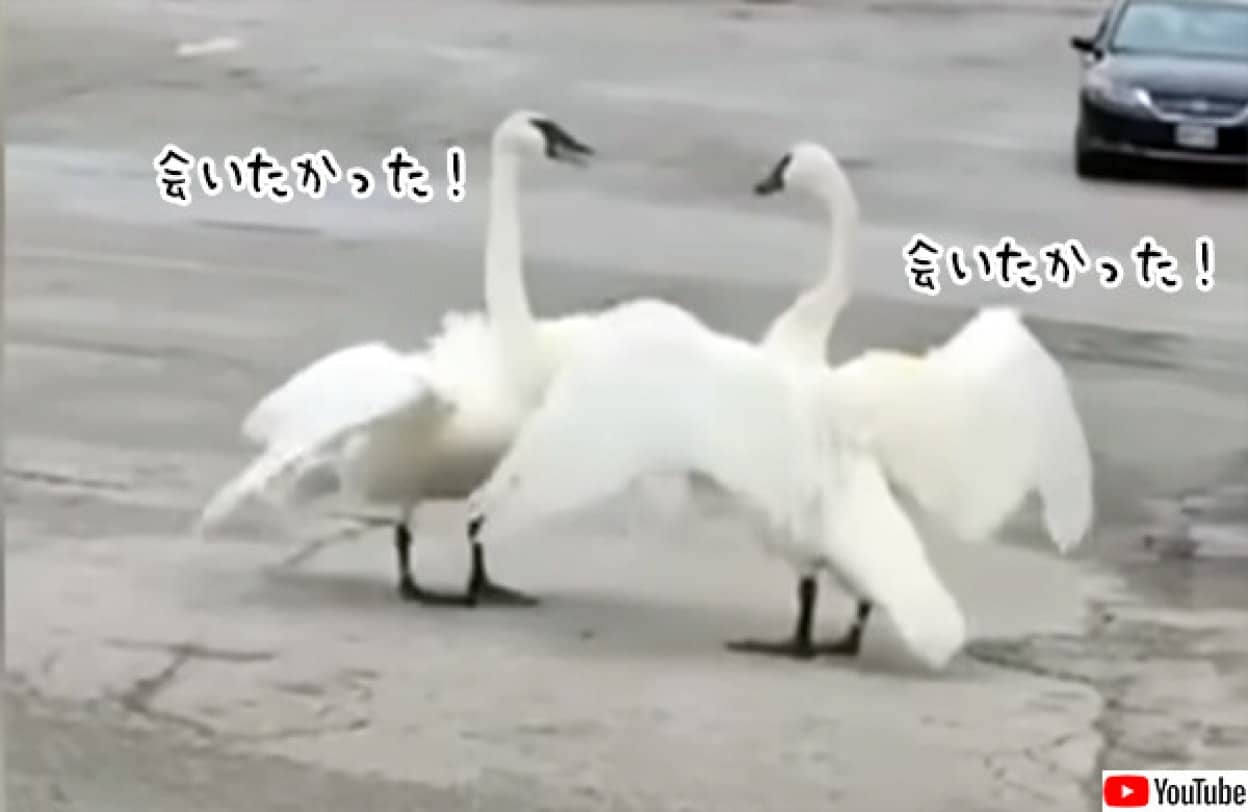 白鳥夫婦の愛情にグっとくる。怪我の治療を受けていた夫が妻と再会する瞬間がラブ・ロマンチック！