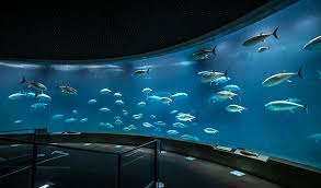 魚好きが作った「水族館Tierランク表」がコチラ！！ Sランクは納得の……