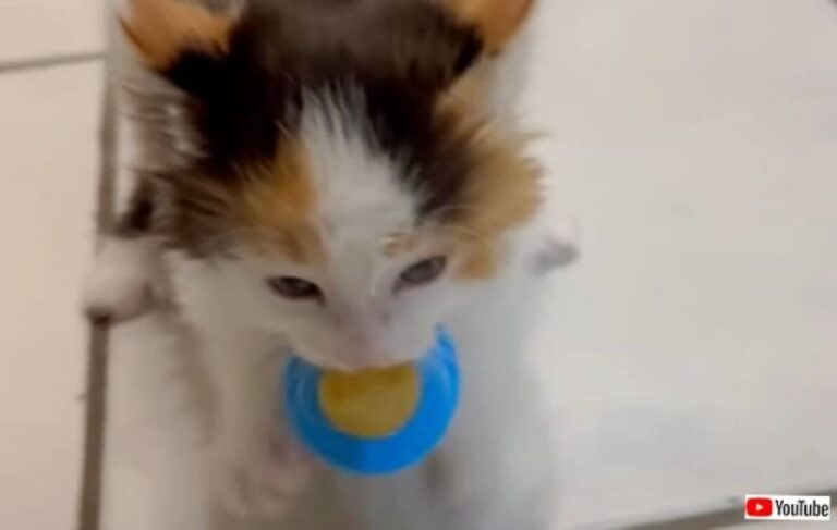 「ぎゃおおおん！これは絶対渡さニャい！」可愛い子猫、全身全霊をかけて哺乳瓶を死守する