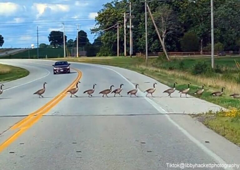 ガチョウの群れが道路を渡るのをほのぼの見守っていたら、開かずの踏切レベルに長かった！